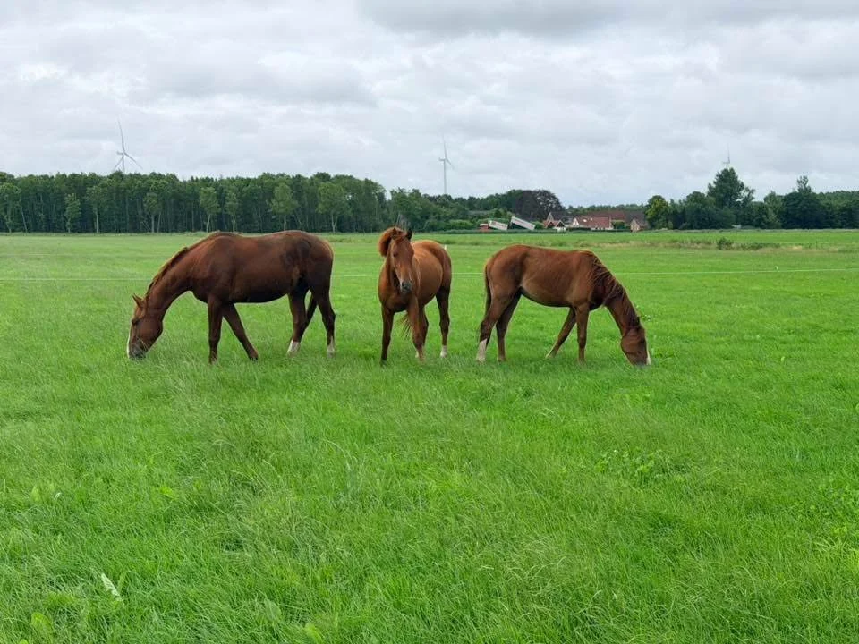 Paarden in een groene weide bij De Liekehoeve