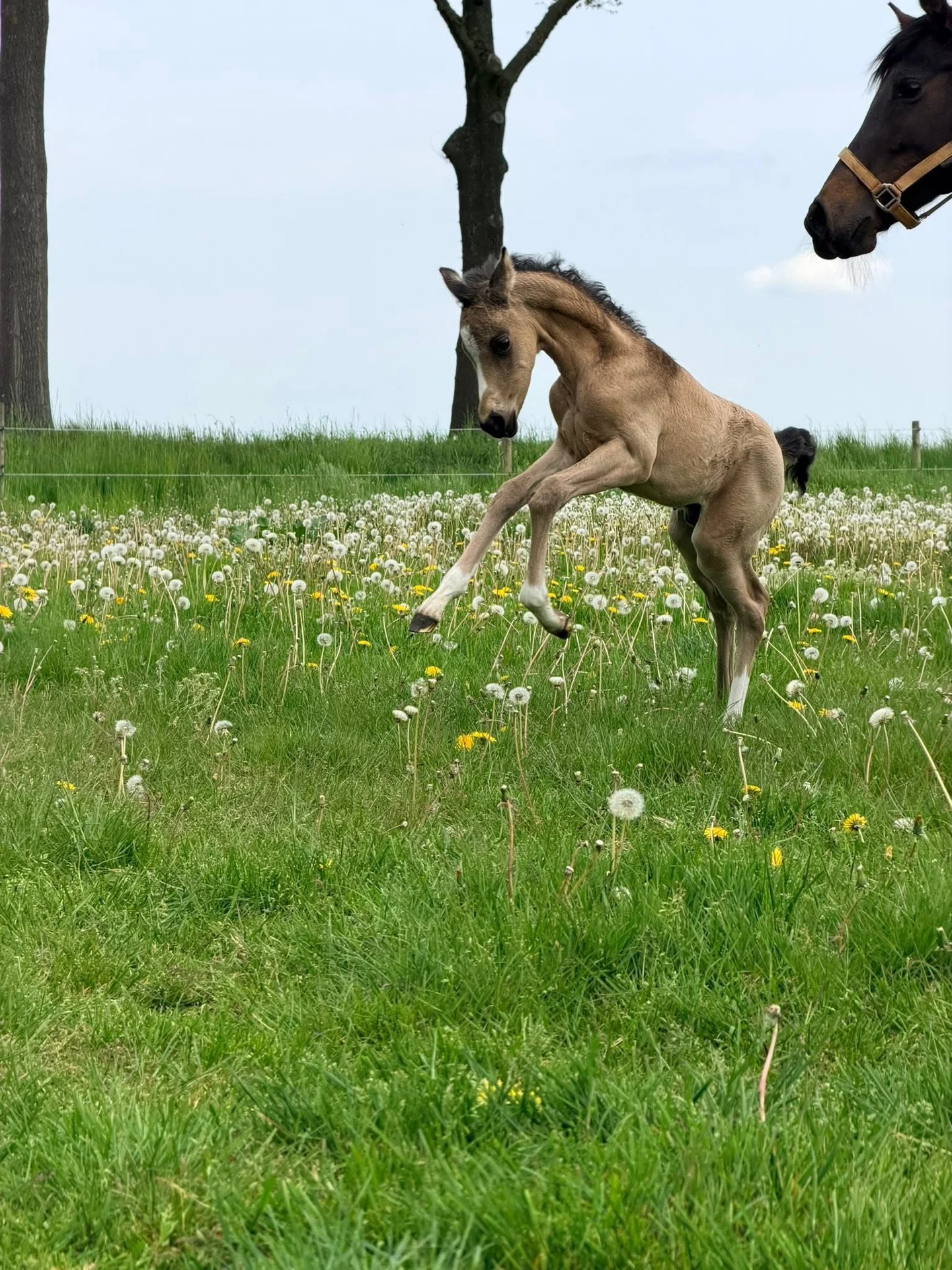 Veulen beweegt door een groene weide met bloemen