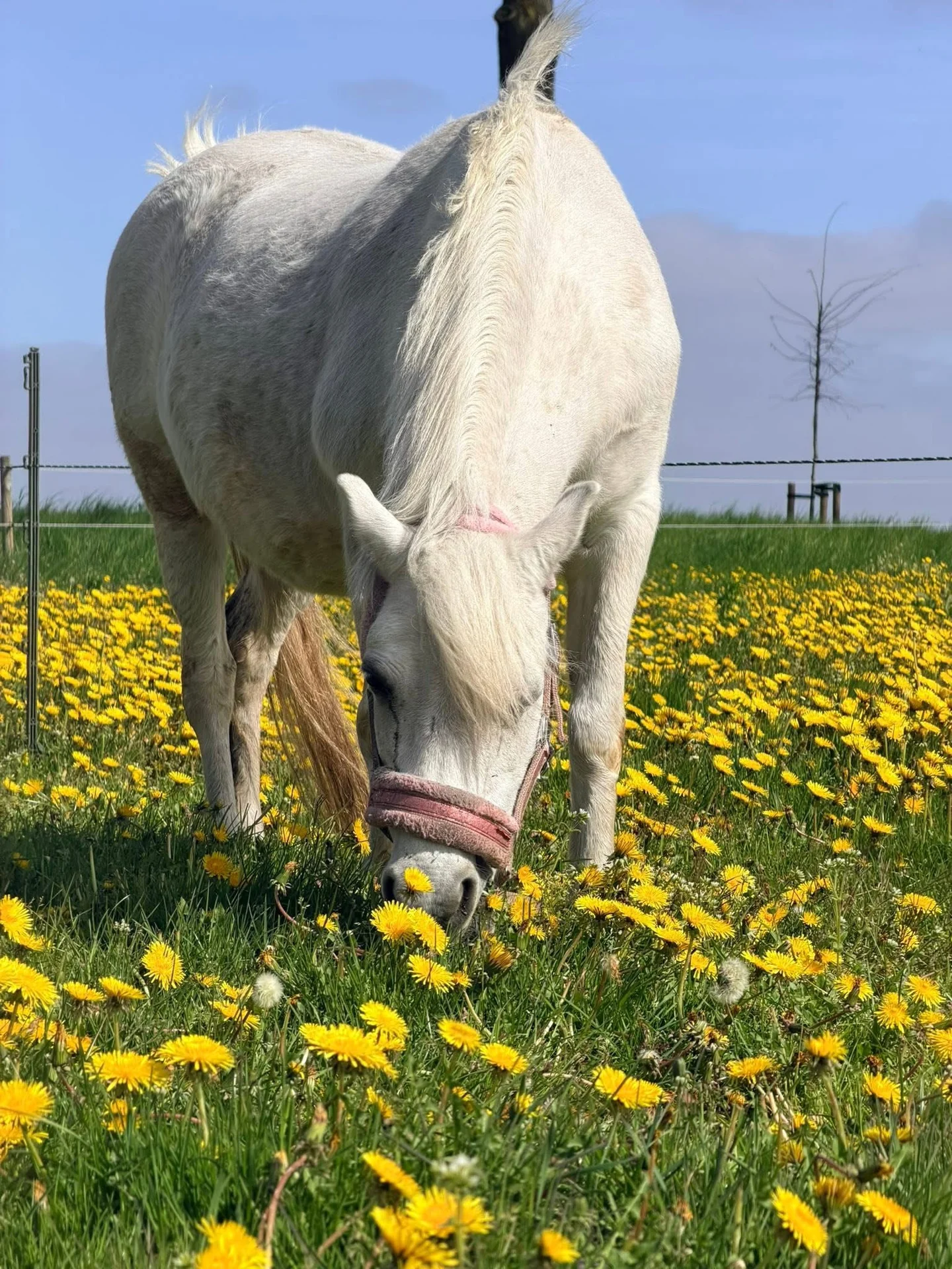 Witte merrie graast tussen de paardenbloemen