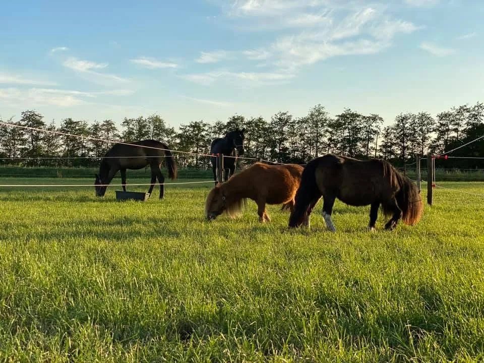 Paarden grazen samen in de avondweide bij De Liekehoeve