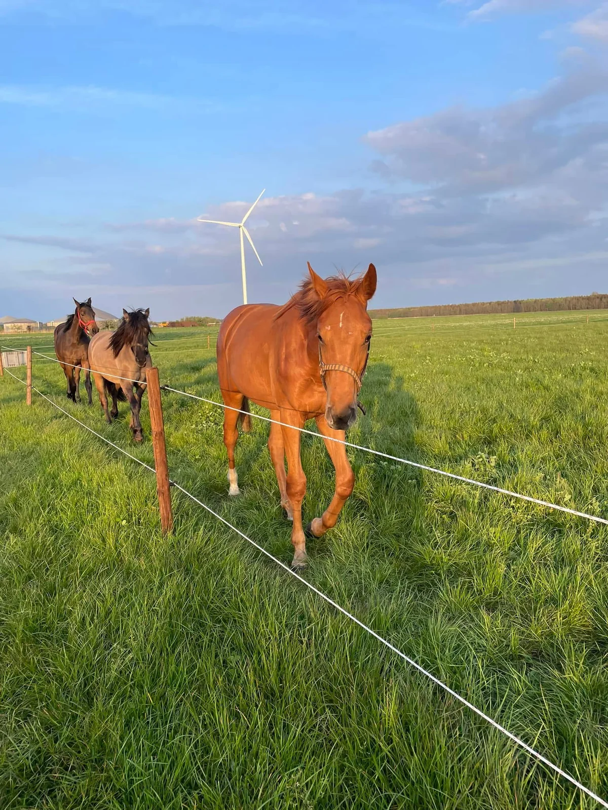 Paarden in de weide bij De Liekehoeve in het avondlicht