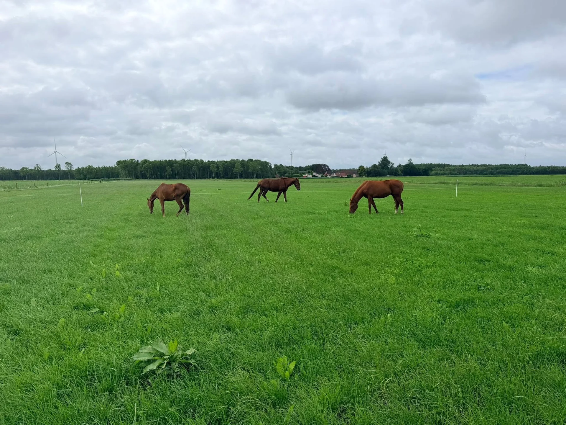 Drie jonge paarden in de weide bij De Liekehoeve